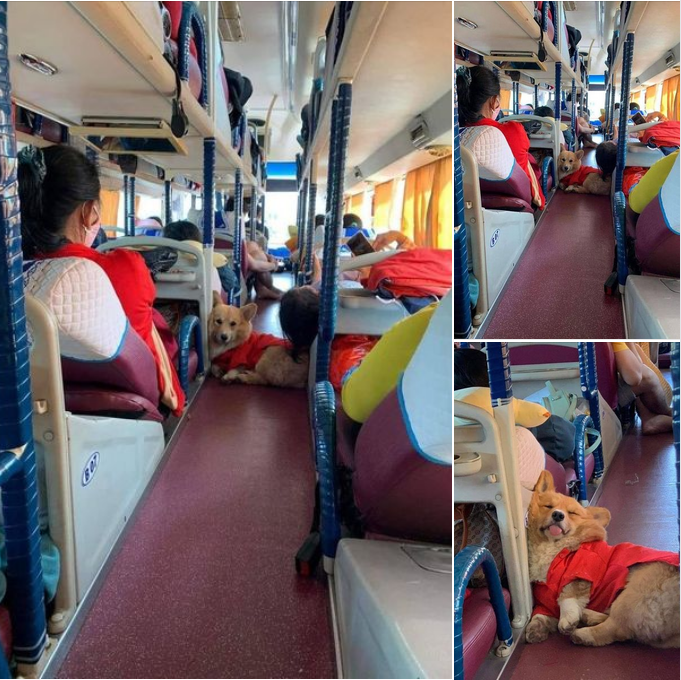 Puppy Snoozes Peacefully on the Bus Ride Back to the Countryside