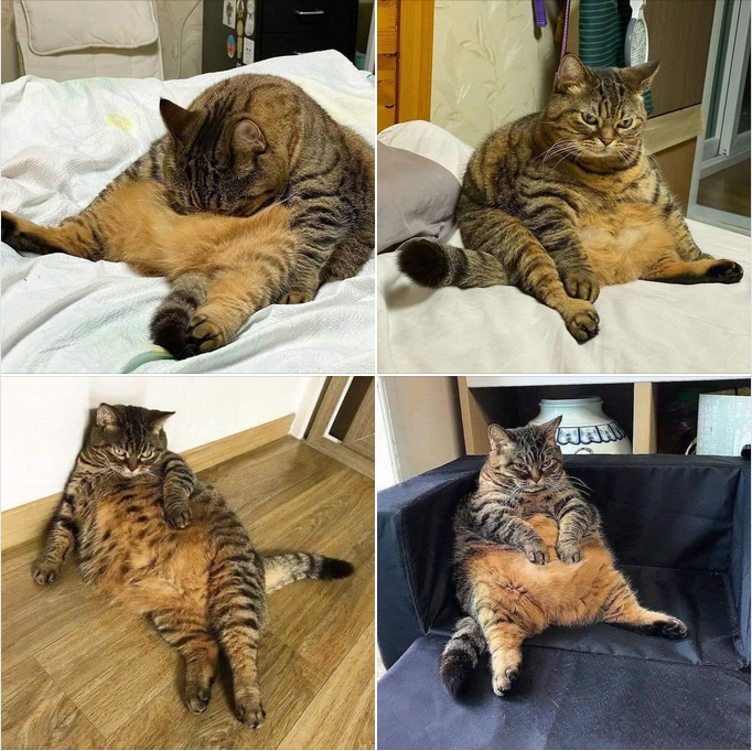 The Chunky Tabby with the Most Hilariously Sloppy Sitting Pose!