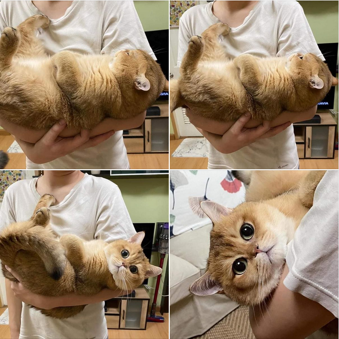 “Sweet Big Cat Transforms into a Baby in Its Mother’s Arms”