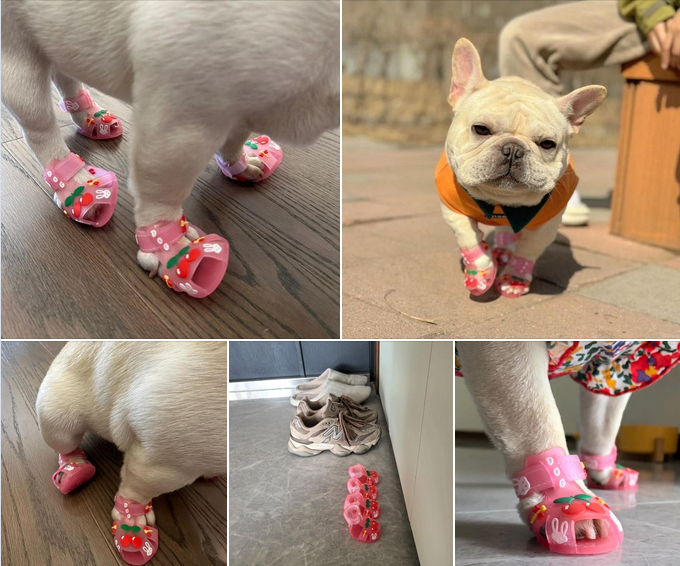 “Paw-some in Pink: Dog Turns Sophisticated with New Tiny Pink Slippers!”