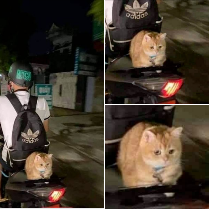 Obedient Cat Rides on the Back of a Motorcycle with Owner for Night Classes