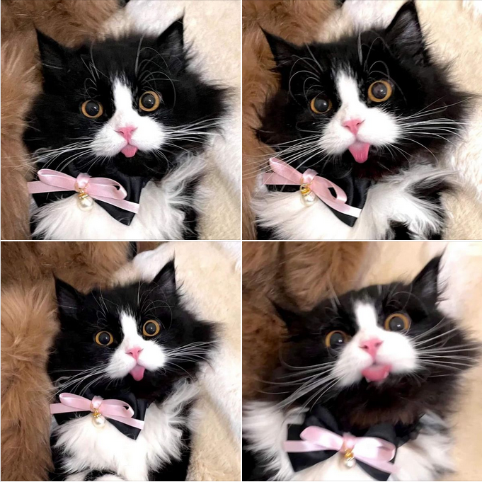 “The Adorable Long-Haired Cat Teasing with a Playful Tongue Out”