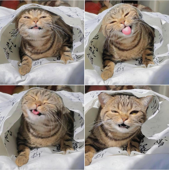 The Adorable Kitty in a Plastic Bag: A Purrfect Pose!