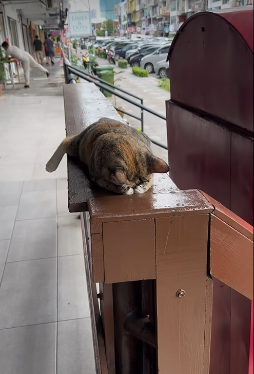 “Tired Cat Takes a Break on the Railing!”