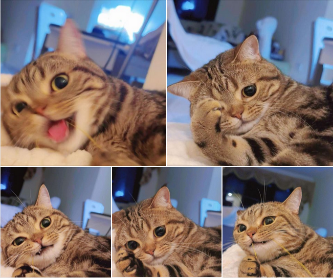 Adorable Tabby Cat Captivates Hearts with Its Charming Expressions