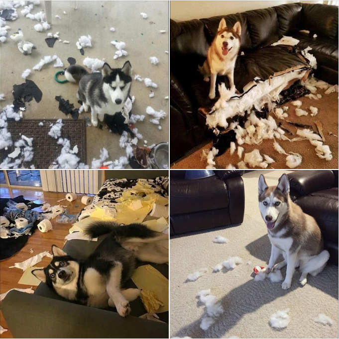 Innocent Husky Pretends to Know Nothing About the Destroyed Sofa