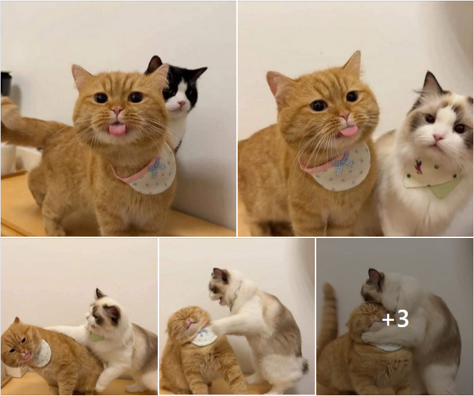 Cheeky Ginger Cat Sticks Out Its Tongue and Keeps Teasing, Even After Getting Swatted!