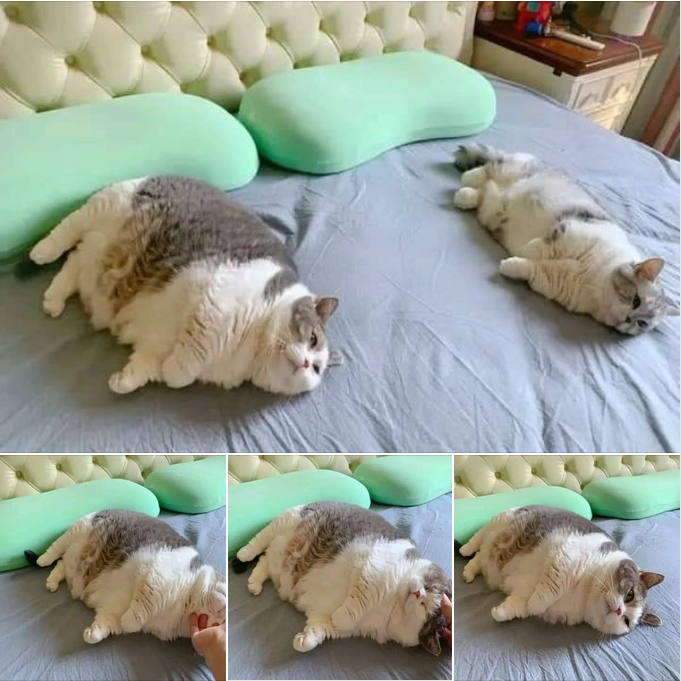 “The Exhausted Chubby Cat: A Portrait of Sweet Fatigue”