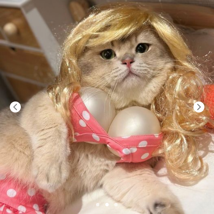 “The Cat Who Loves Dressing Up as a Barbie Doll”