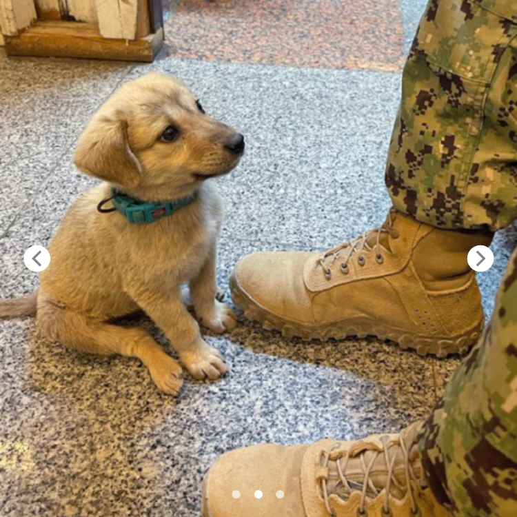 The brave little dog traveled 5 km to the military base to search for the hero who saved his life. Longing for adoption and a place to call home, this heartwarming journey has captured the hearts of millions.