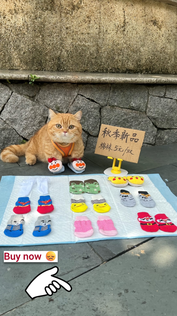 Hardworking Cat Lends a Paw: Helping Mom Run the Shop