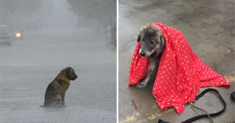 The dog, shivering in the rain and abandoned, was too heartbroken to move