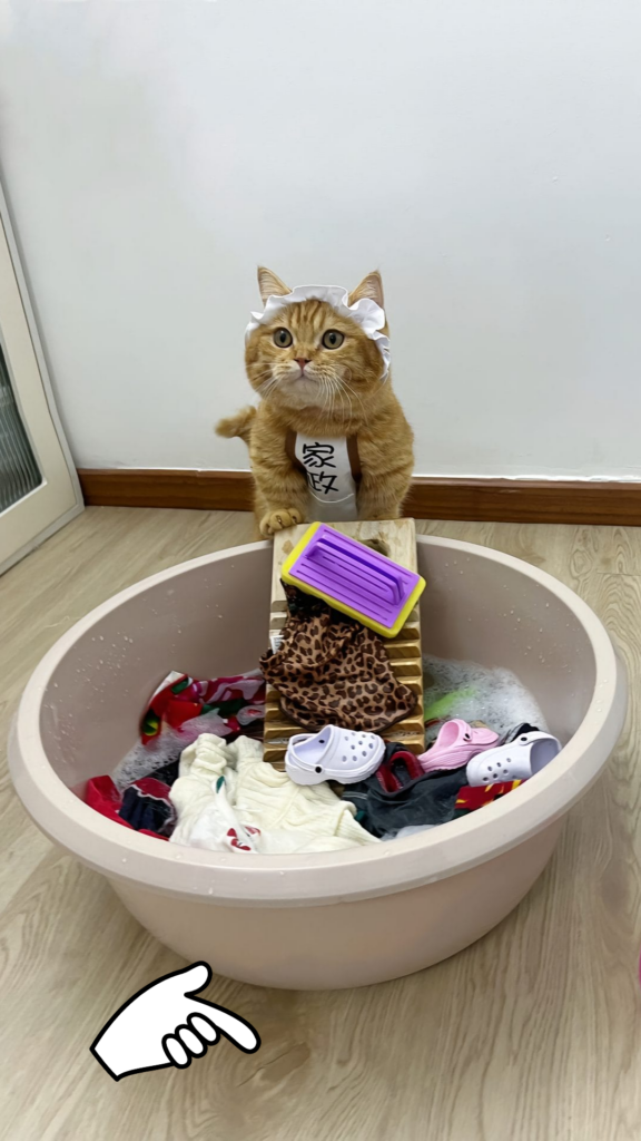 Diligent Cat Helps Mom with Laundry Duty