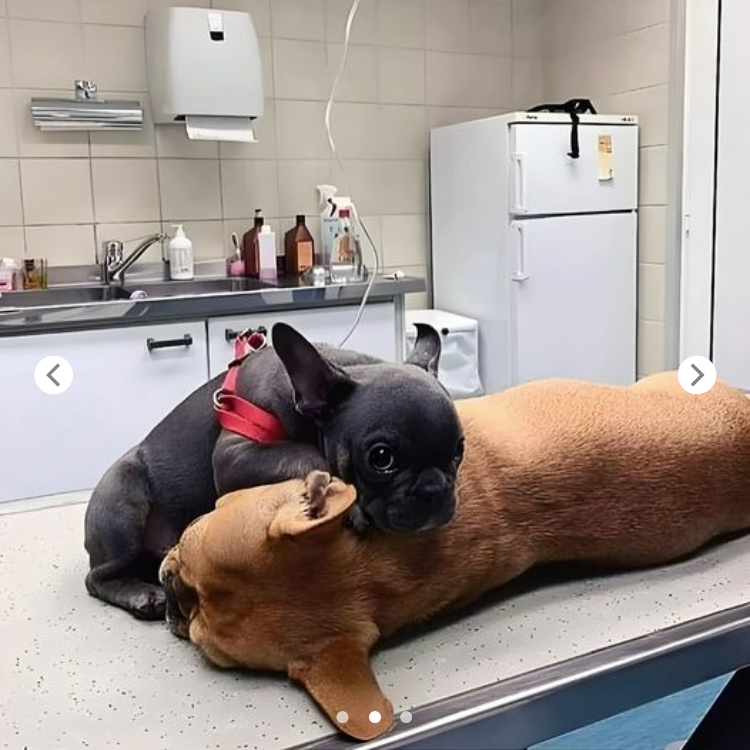 “Loyal Pup by Your Side: The Ultimate Comfort in the Hospital”