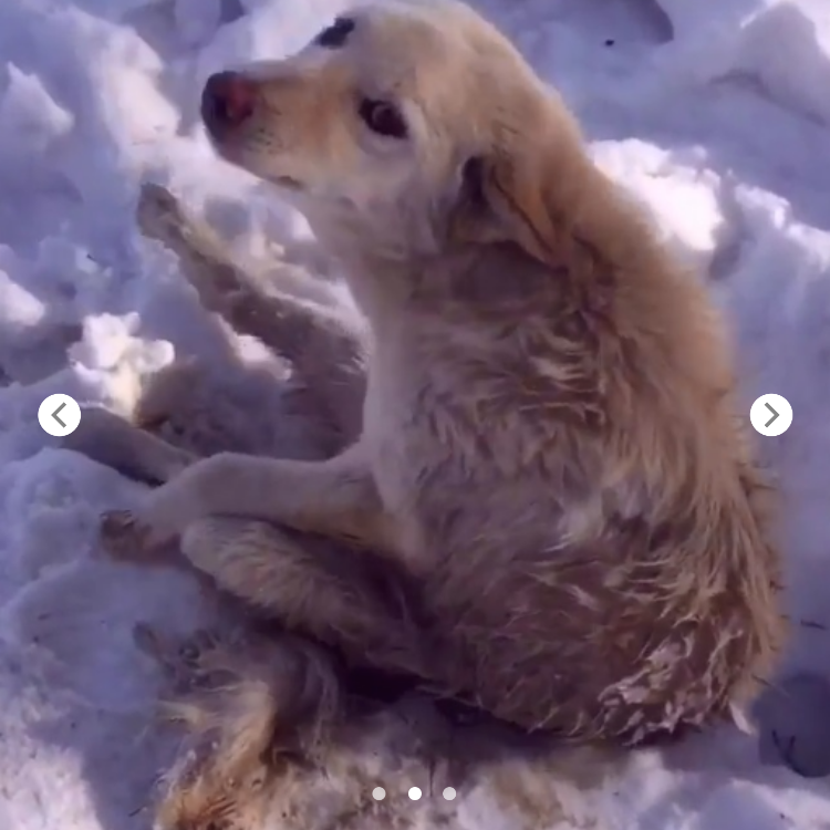 Millions Touched by the Heartbreaking Cries of a Dog Trapped in Snow and Tormented by Parasites