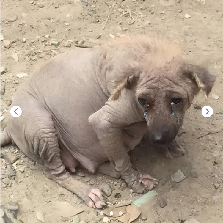 A Pregnant, Abandoned Pup Triumphs Over Adversity to Give Birth at Landfill