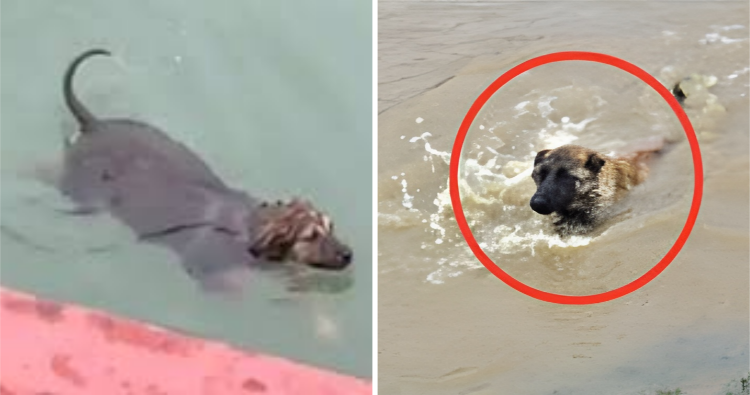 Heartbreaking rescue: Homeless Dog Saved from drowning in Floodwaters