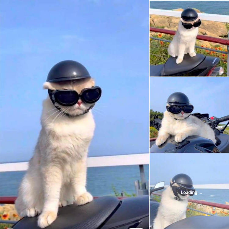 The Super Cool Cat with a Passion for Adventure and Scenic Travels!