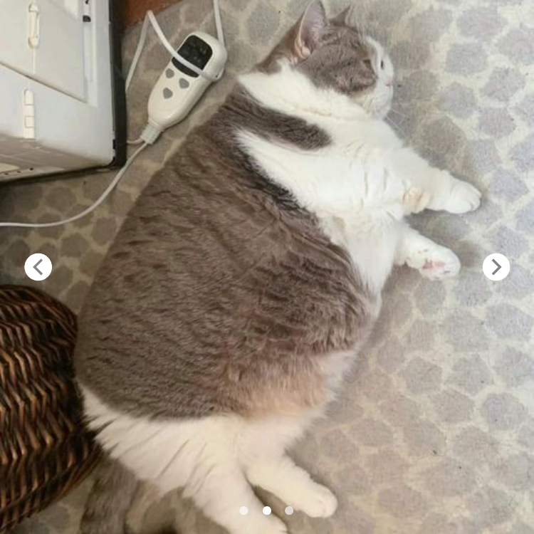 “The Tired Chubby Cat: A Reflection on Weight and Wellness”