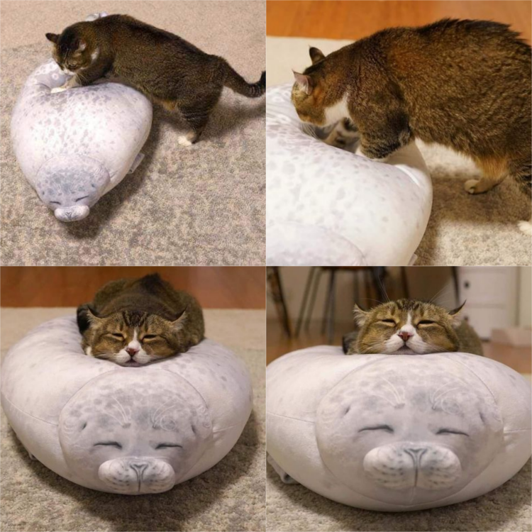 “The Weary Cat on the Seal-Shaped Mattress: Lost in Thought”