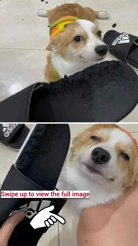 Mischievous Corgi Looks Satisfied After Chewing Up Dad’s Slippers