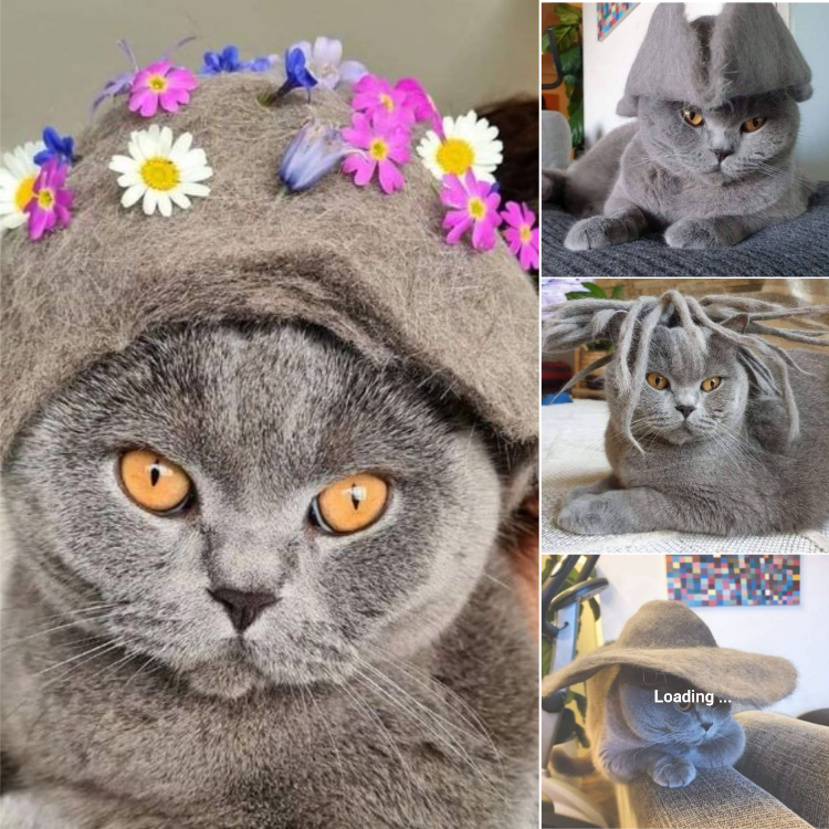 The Excited Cat Wearing Hats Made from Its Own Fur!