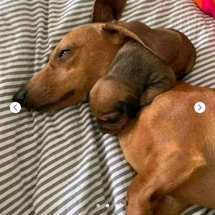 Heart-Melting Moments: A Sweet Pup Cuddled Up with Its Tiny Friend