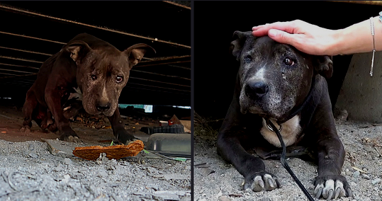 Nine Years of Neglect: A Forsaken Dog’s Ray of Hope in Her Final Days