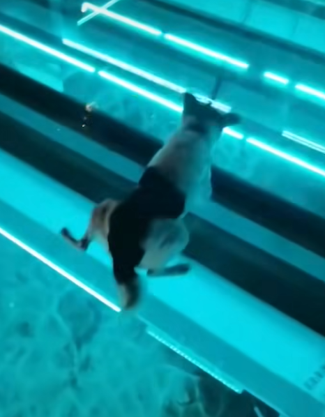 “Brave Dog Faces Its Fear of Heights on the Glass Bridge!”