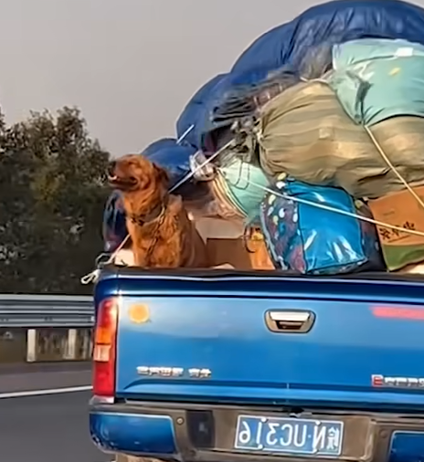 “Joyful Pup Enjoys the Breeze on the Tricycle Ride!”