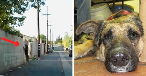 Dog Waits In An Alley In Order Tо Be Returned Tо Yard After Being Evicted By Her Family