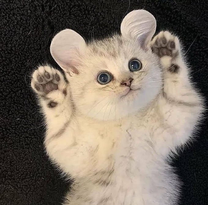 Meet Lim, the cat that looks like an adorable mouse