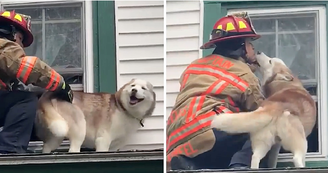 Sweet moment dog kisses firefighter who rescued him from a roof-dubi