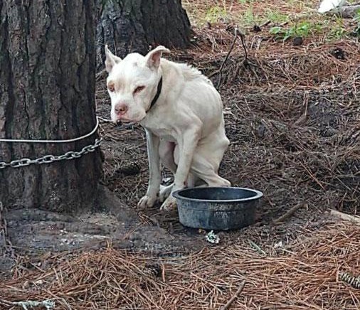 Tied to a tree for four years, the dog suffered countless hardships until a miracle changed his life forever