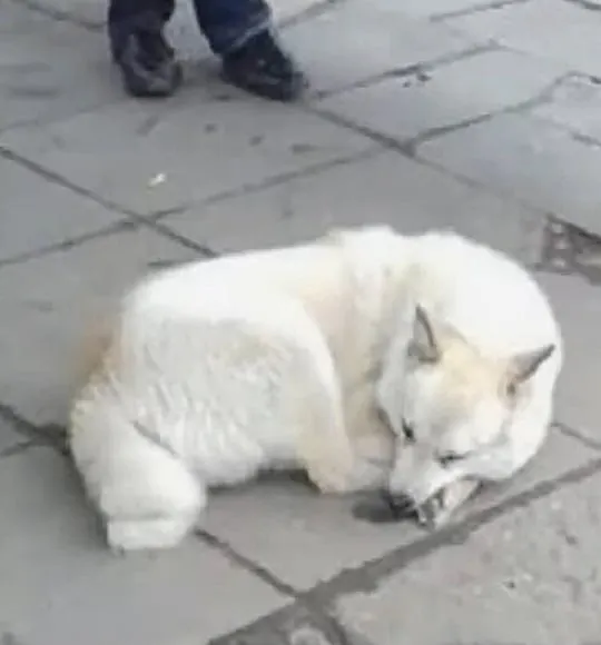 Heartbroken Dog Spends Days On A Bus Station Waiting For His Owners To Return For Him