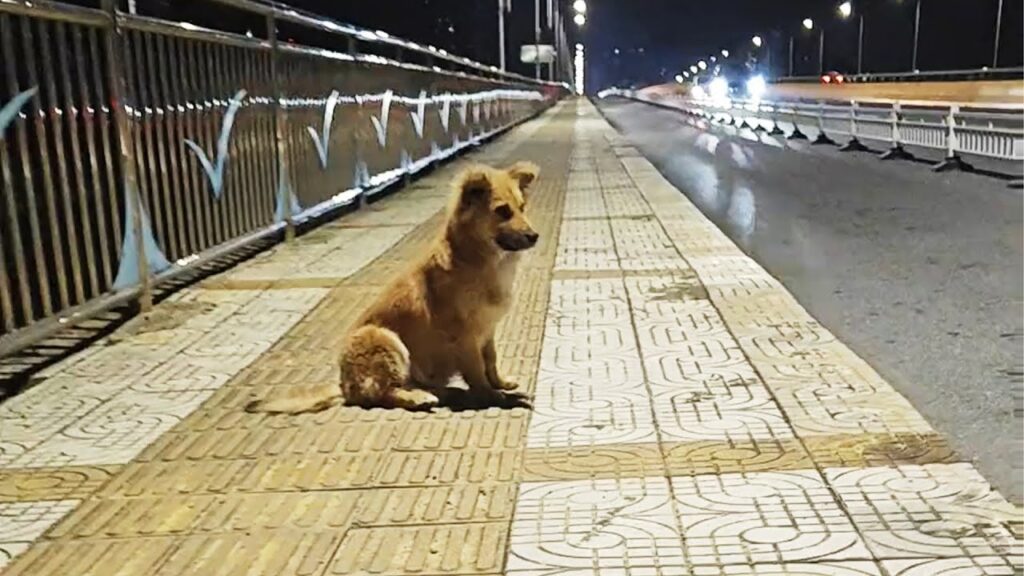 an Abandoned dog Waits at the Overpass Every Day, Convinced that his Owner will Return