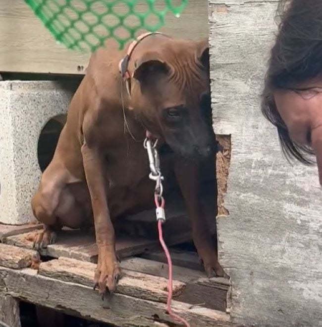 Neglected Mama Dog Used For Breeding Finally Learns What It Is Like To Live A Normal Life